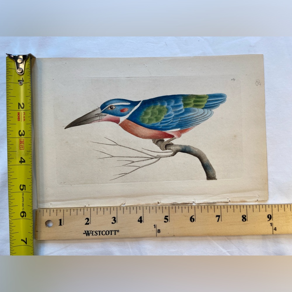 Antique F Nodder Kingfisher Bird Print Hand Colored Engraving 6” x 9”, 1795 - Picture 2 of 5